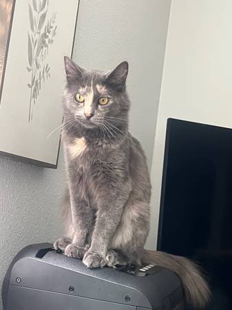 Friendly Feline (Issaquah)63911483223299120