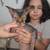Sphynx boy 4 thumbnail