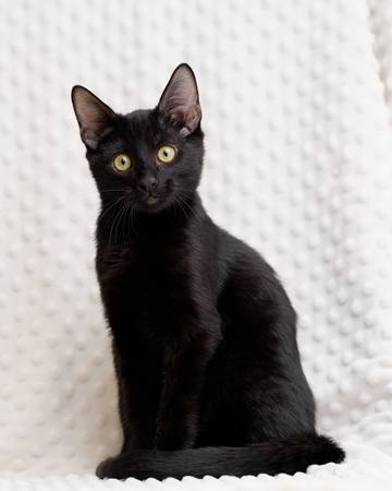 Cats & kittens today (Saturday) at Sunnyvale Petco! (sunnyvale)64188537218178120
