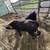 Bottle Calves 4 thumbnail