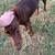 Doberman puppies 7 thumbnail
