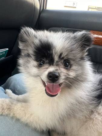 puppy for adoption (Redondo Beach)63953953842947121
