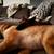 Belgian Malinois 2 thumbnail