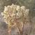 Different cacti 1 thumbnail