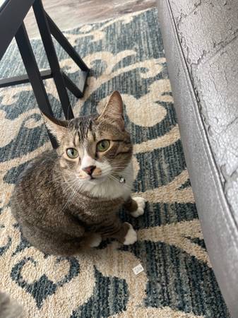 Rehoming two cats (Gresham, Oregon)63916334321026123