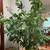 Large Indoor artificial fish tail Plant in a ceramic Pot 4 thumbnail