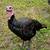 Super tame Tom Turkeys 1 thumbnail