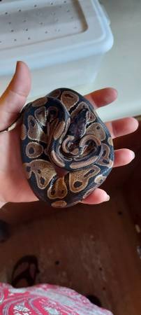 Ball Python Corn Snake y recintos (Graceville)63871469993987124