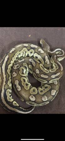 Python real65211456042369121