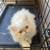 Point flame Persian kitten 1 thumbnail