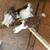 Frillback pigeons SELLOUT 11 thumbnail