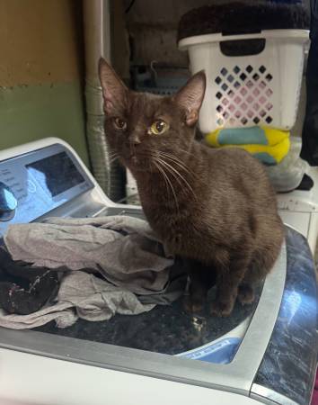 3 yr old Havana Brown (Tinley Park)63844235540225120