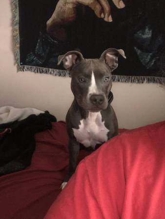 Terrier Pitbull de nariz azul (Salisbury, NC)