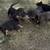 Jadge Russell terrier 5 thumbnail
