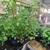 Vegetable plants 6 thumbnail
