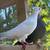 Pigeons 4 thumbnail