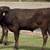Wagyu & Wagyu Angus Cross Feeder Steers 7 thumbnail