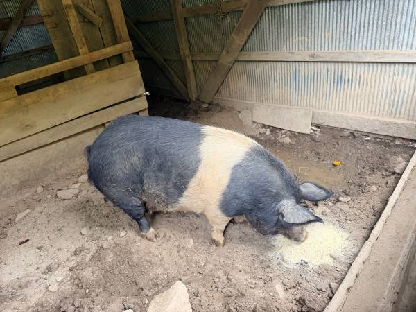 Pigs 1