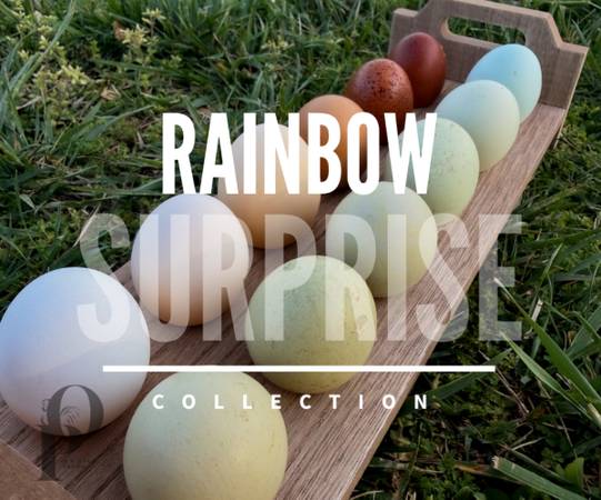 Rainbow Collection | Hatching Eggs & Chicks 1