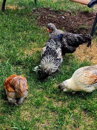 3 month old chickens - $25 (John Day Ore)62971055432451121