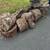 Curb Alert: Free wood logs ready to be firewood 2 thumbnail