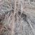 Round grass hay bales 3 thumbnail