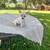 Hairless pets 7 thumbnail