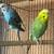 Pair of parakeets cage included $50 and $70 6 thumbnail