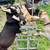Texmaster cross goats *price reduced* 1 thumbnail