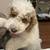 puppy 9 thumbnail
