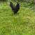 Chickens 6 thumbnail