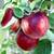 Fruit Trees all dwarf ............prices reduced 7 thumbnail
