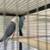 Indian Ringnecks Female Blue Clear Tails Violet clear Tails 1 thumbnail