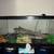 Leopard Gecko w/setup 1 thumbnail