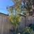 2 WESTERN RED CEDARS 1 thumbnail
