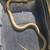 Snakes 11 thumbnail