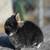 Netherland dwarf 6 thumbnail