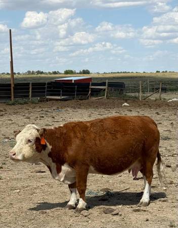 Dexters and Mini Herefords 1