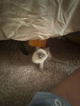 Rehoming Siamese Kitten-Female (Henderson)63860183553665121