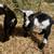 Two dwarf goat kids 3 thumbnail
