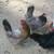 Chicks, Pullets, Chickens, Roosters 4 thumbnail