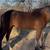 6 year old gelding mustang for sale 2 thumbnail