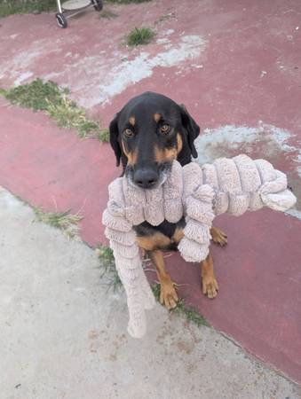 Coonhound (DUKE) 1