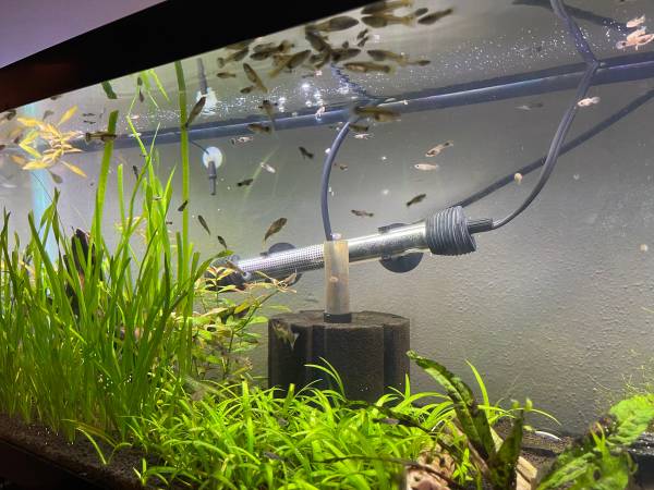Guppy 1