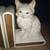 White LEFTON Persian Ceramic Cat Bookends 4 thumbnail