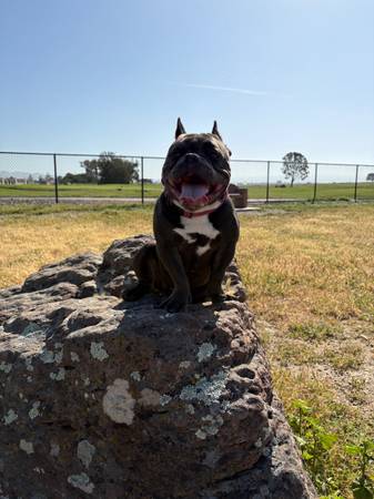 Micro bully for rehoming 1