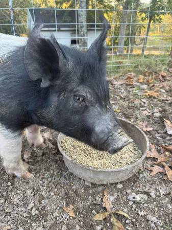 Feeder Pigs 1
