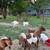 Kiko/Boar Goats 1 thumbnail