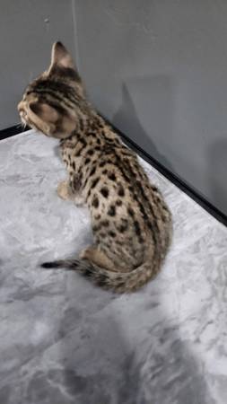 We want good home for savannah kitten (San Leandro)63852312257411123