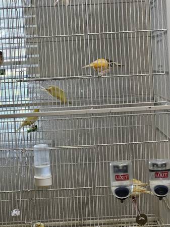 Canaries (77407)63859317631747121
